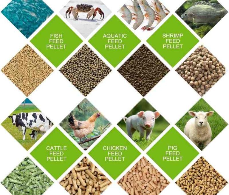 1-80 T/H Animal Feed Processing Plant - RICHI Manufacture