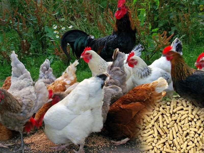 chicken and pellet of Pellet Mill