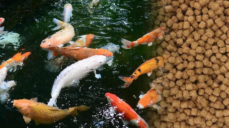 feeding type of fish feed manufacturing plant