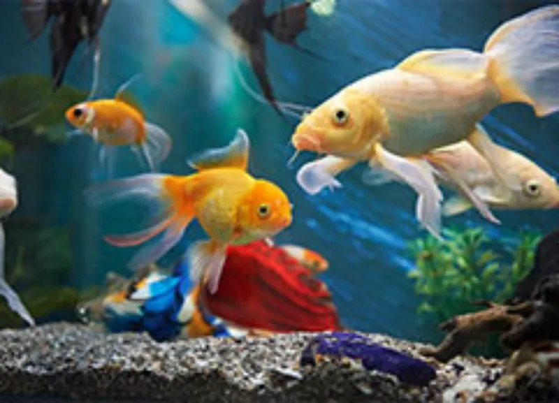 goldfish for fish feed manufacturing plant