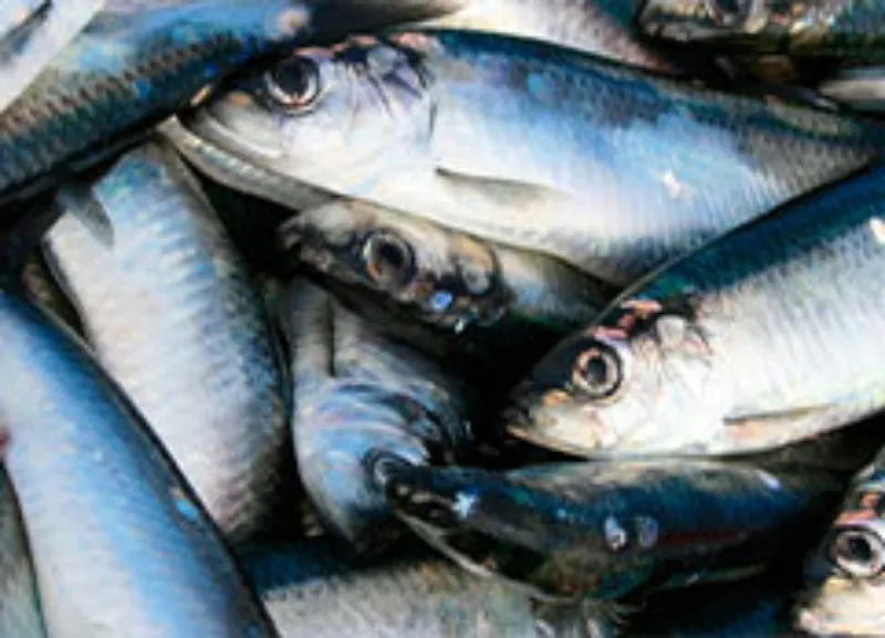 mackerel for fish feed manufacturing plant