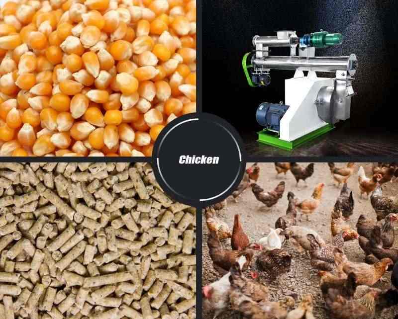 market prospect of chicken feed industry
