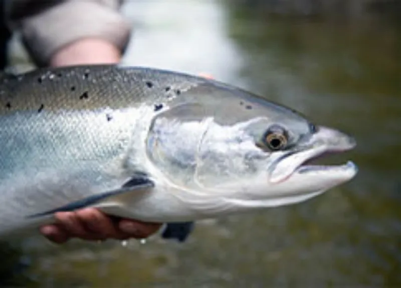 salmon for fish feed manufacturing plant