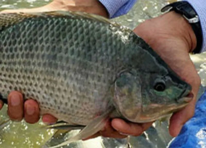 tilapia fish for fish feed manufacturing plant