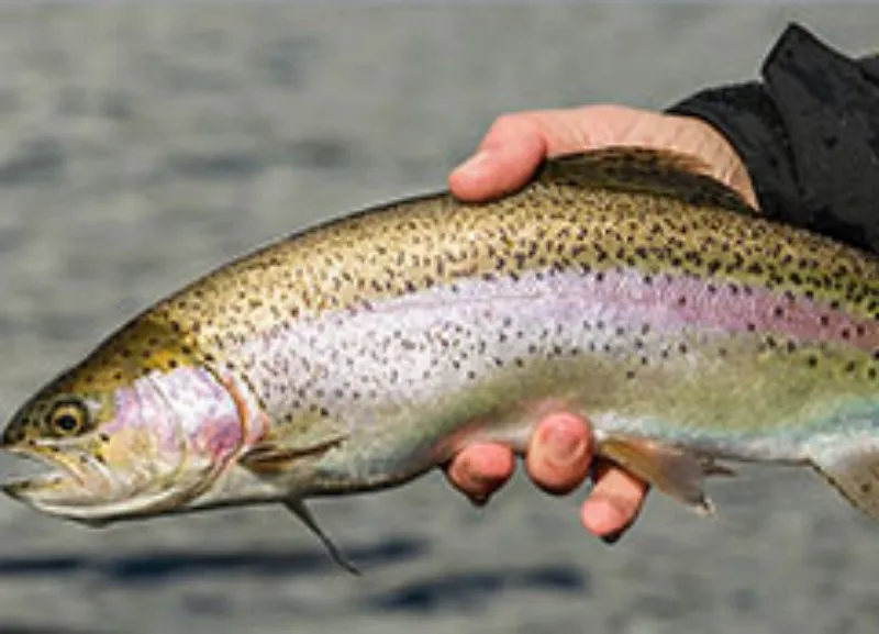 trout for fish feed manufacturing plant