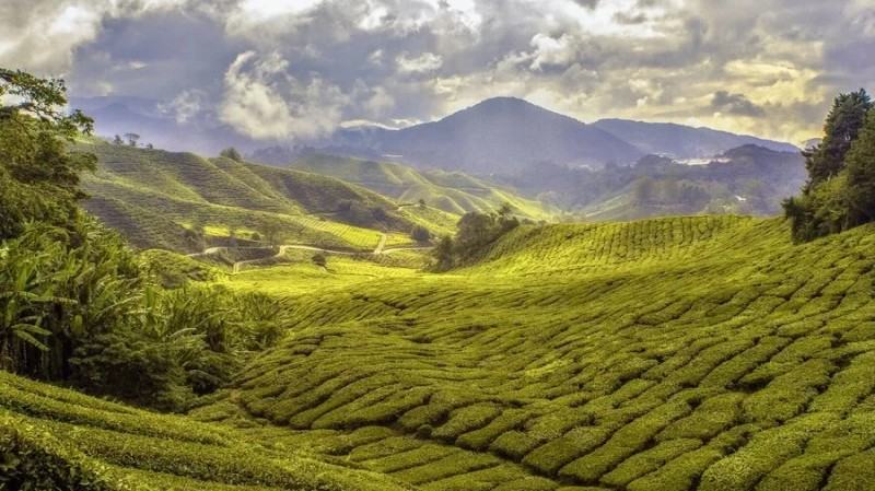 Pellet Mill Malaysia outlook