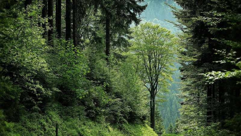 forestry of Wood Pellet Machine Germany