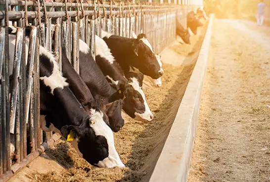 Livestock Feed