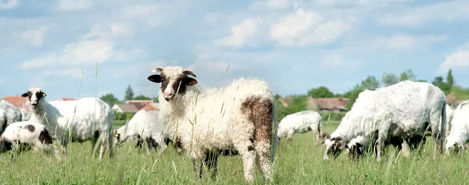 Ruminant Feed