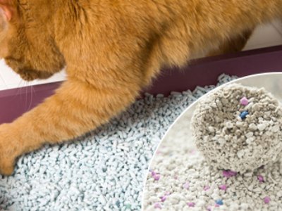 cat litter pellet