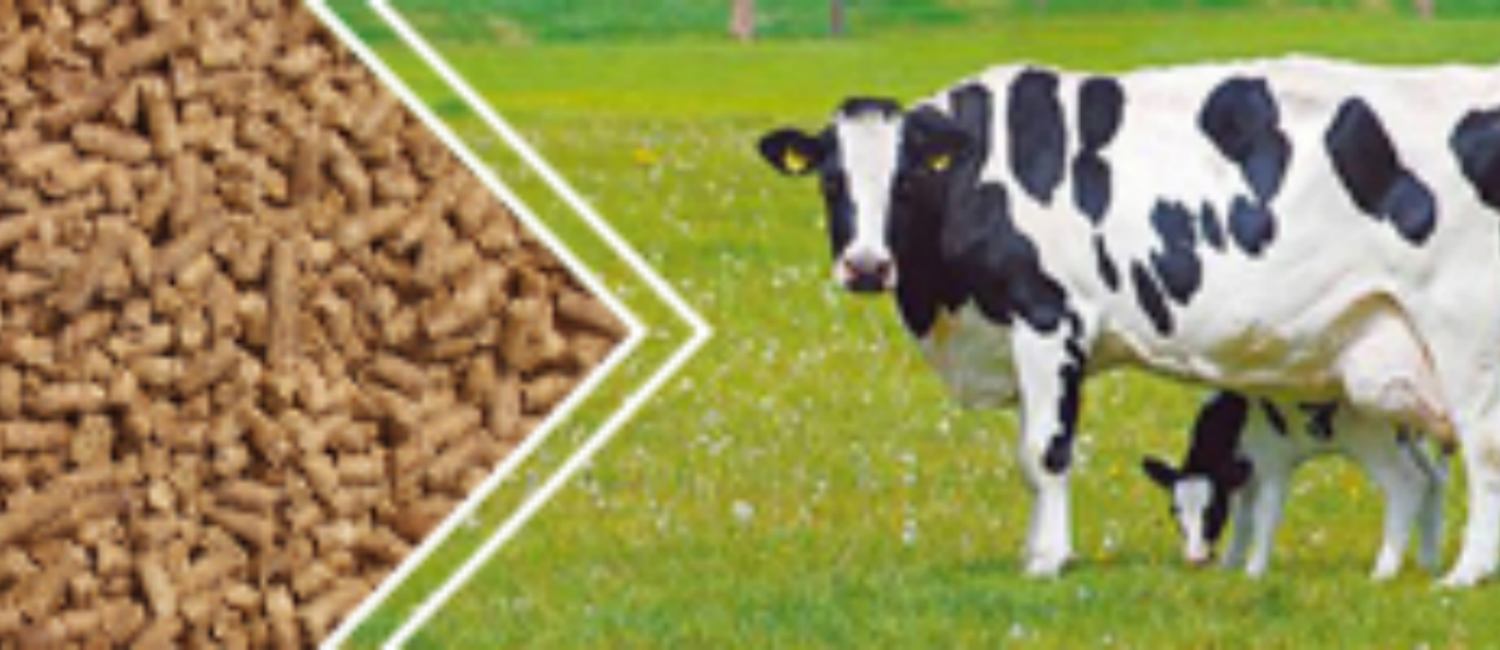 cattle feed pellet