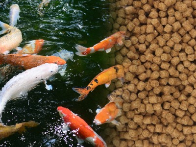 fish feed pellet