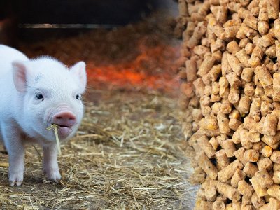 livestock feed pellet