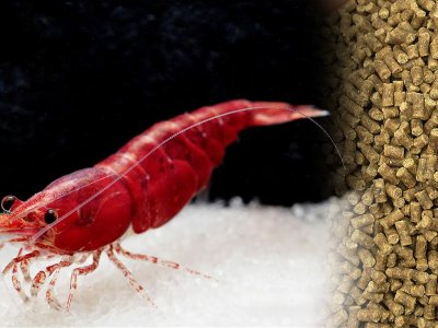 shrimp feed pellet