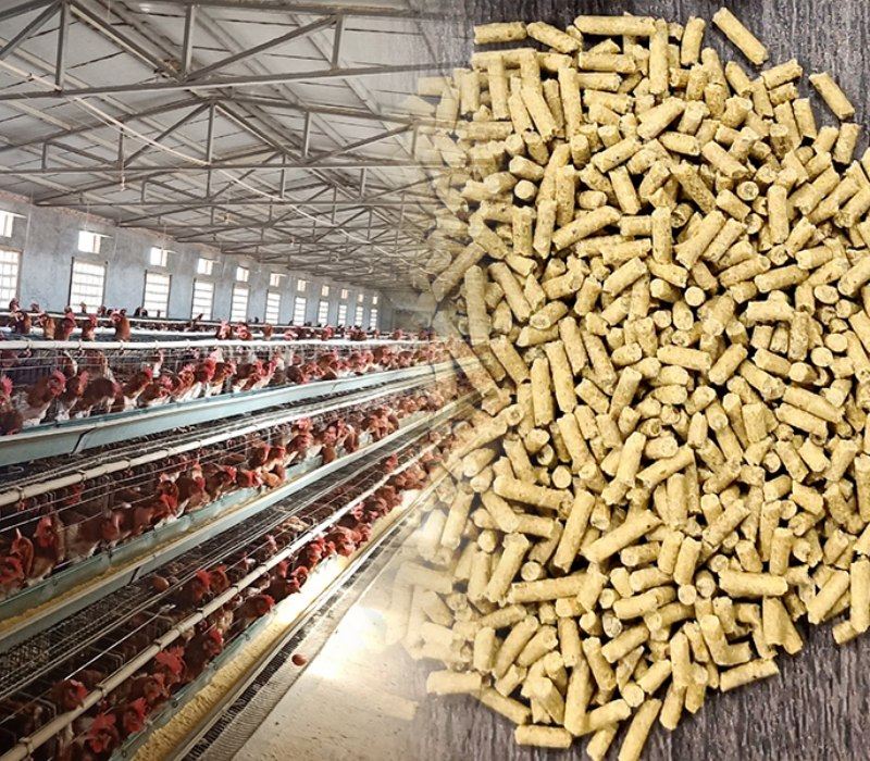 poultry feed