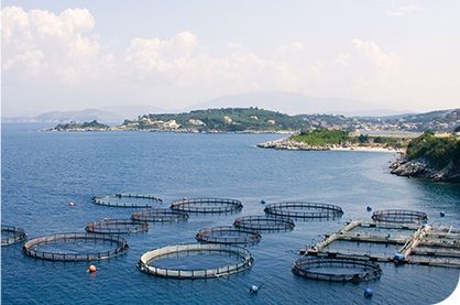 Aquatic feed production line
