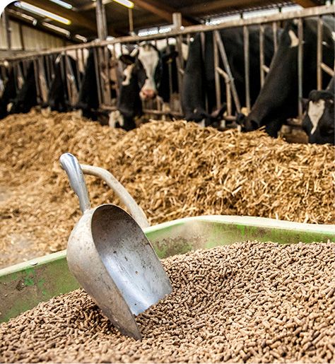 Cattle feed pellet production line