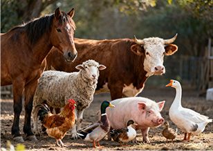 Livestock feed pellet production line