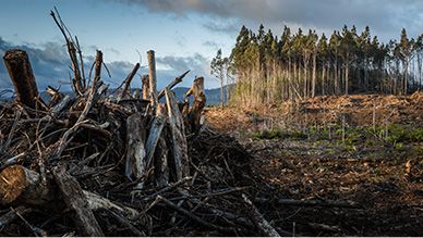 Tree branch pellet production line