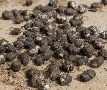 chicken_manure