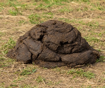 cow dung
