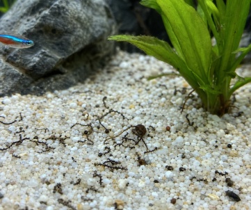 fish waste