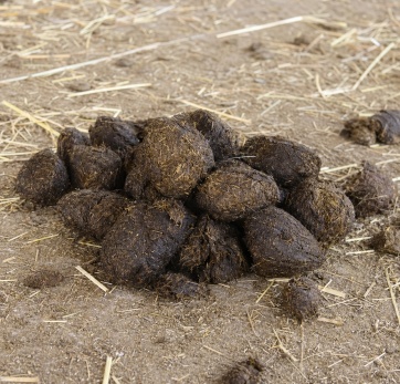 horse manure