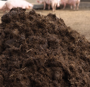 pig_manure