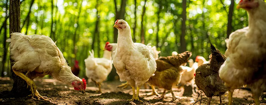 usine de granulés pour aliments de volaille