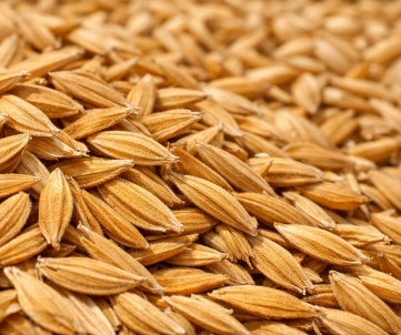 rice husks