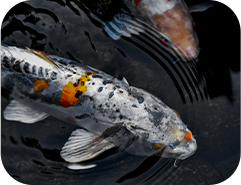 e pesce