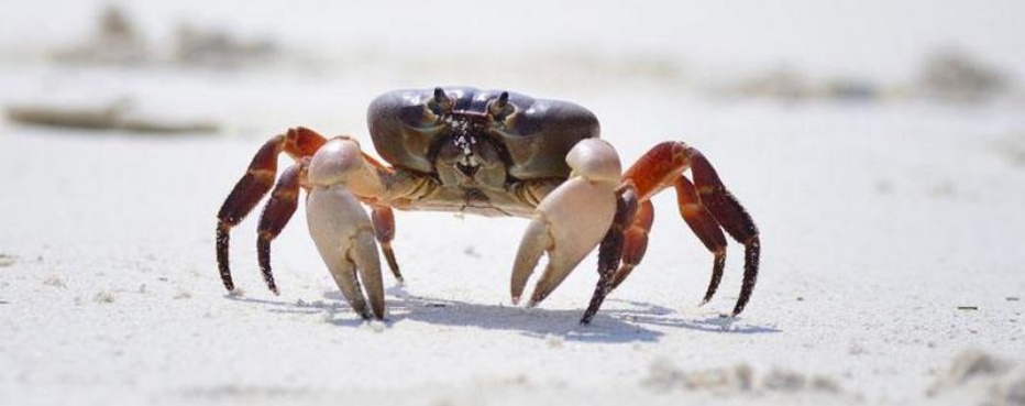 crab feed pellet machine