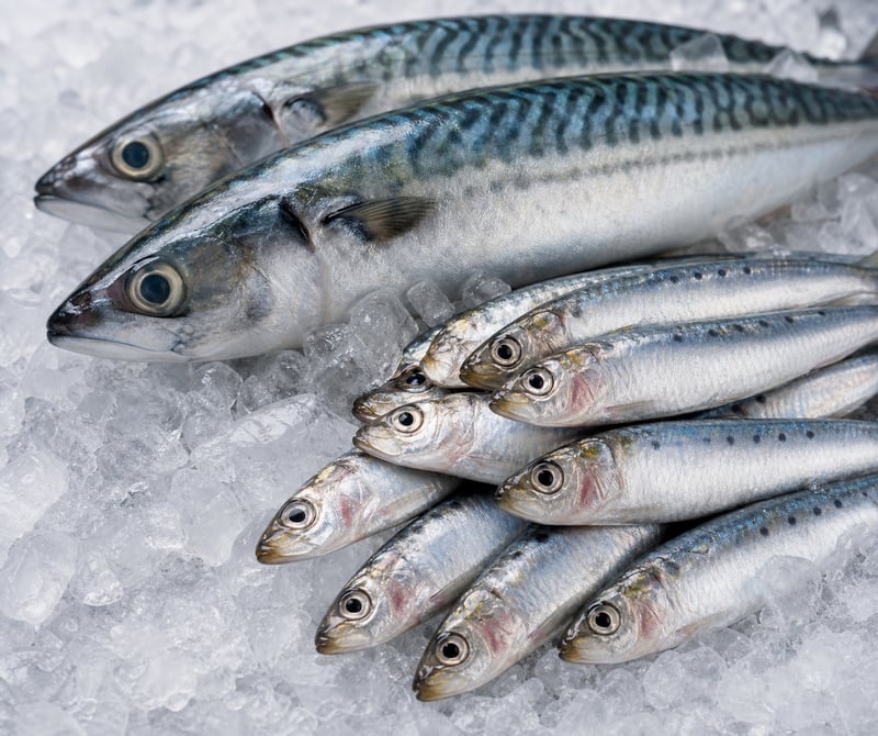 fish