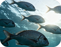 pesce