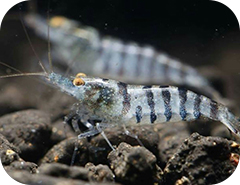 altri gamberi