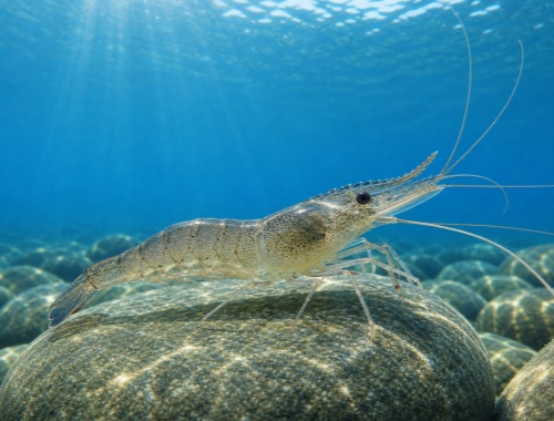 shrimp