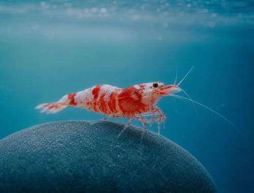 shrimp_