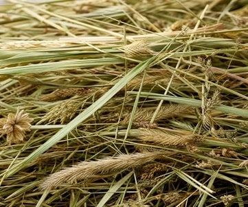 raw_hay