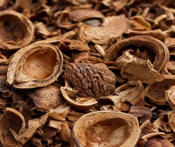 raw_shells