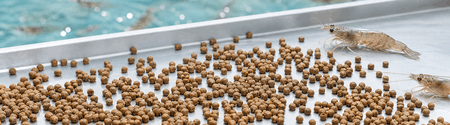 shrimp and feed pellets